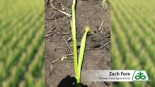 Effect of Warm Nights on Corn Ear Development
