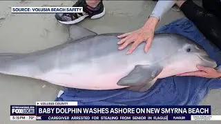 Baby dolphin rescued on New Smyrna Beach
