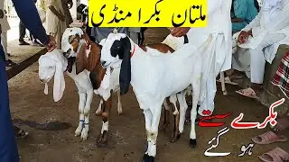Multan Bakra Mandi 2025 🐄 | Behtreen Mall & Latest Cow Rates | Mandi Kay Rang