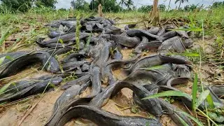 wow amazing fishing! a smart fisherman catch a lot of fish and pick duck eggs in moss mud by hand