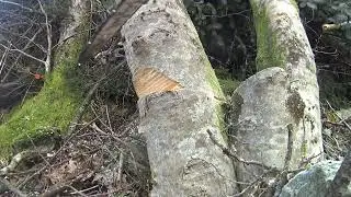 🔥 First Day of the Firewood Season! Stihl MS 241 C-M in Action! 🔥