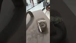 #jewelry , #luxuryjewelry, #бриллианты, #золото, #youtube #shorts