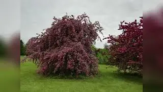 Ornamental Gardens Ottawa Canada