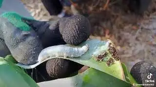 A banana skipper has invaded the bananas .......#gardening