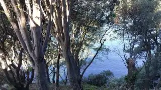 Torquay Devon | Gentle Waves & Birdsong for Sleep & Relaxation 1 Hr