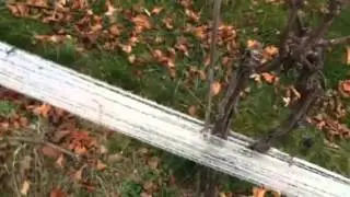 Early winter vineyard activity