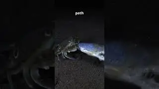 &ldquo;The Wolf Fish: The Underwater Monster With a Bone-Crushing Bite 😱&rdquo;