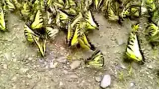 Life on the Forest Floor!