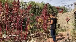 Amaranth ~  Edible Education