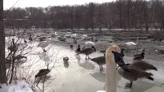 Waterfowl on the Huron River in Ann Arbor, Michigan!