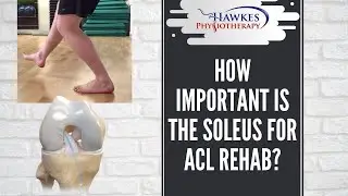 How important is the Soleus for ACL rehab?