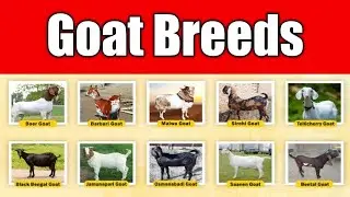 Top 10 Best Goats Breeds For Meat (2024)