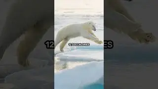 Is polar bear fur white or transparent? 🐻&zwj;❄️❄️ #science