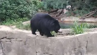 the sloth bear rumble animal#wildlife