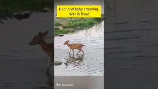 Deer cub crossing river in flood #uttarakhand #flood #deer