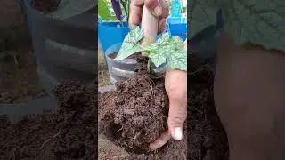 How to grow crops#rurallifeview #ruralview #ruralscene #shorts
