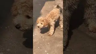 Cookie trying to catch insect