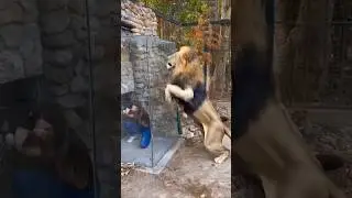 Don't make the lion angry! #lion #zoo