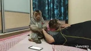 Jk and Shaki (Adult Macaque Monkeys) Grooming Their Dad