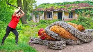 Harvesting Giant Python Weighing 1000kg+ & Go To Market Sell | Setting Traps, Roasting Giant Pythons
