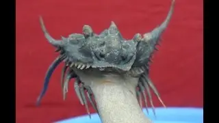 #8006 (360&ordm; VIEW) AMAZING FLYING SEMI-ENROLLED SPINY Kettneraspis? prescheri FOSSIL TRILOBITE