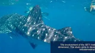 Whale Speak - Scientists Achieve Historic 20 Minute Communication