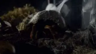 Goliath Birdeater Tarantula Eats Mouse