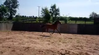 Primitive Peru 3 part brother to  4*Cool Mountain yearling gelding by Primitive Rising