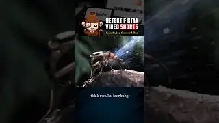 Kumbang Bombardir atau Bombardier Beetle, bisa menyemburkan cairan kimia panas dari dalam tubuhnya.