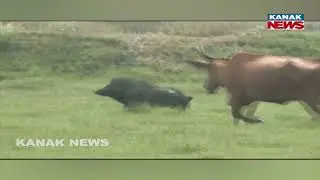 Farmers Stay Awake All Night To Protect Crops | Wild Animals Destroying Fields in Ataranga