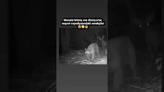 Et&ccedil;il ve Ot&ccedil;ul Hayvanların Peşisıra Y&uuml;r&uuml;rken Fotokapana Yakalanması