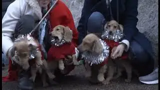 8th annual sausage dog Christmas walk in Hyde Park this year (fun story) (UK) 15/Dec/2025