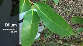 Red eucalyptus (Eucalyptus pellita) - part 2