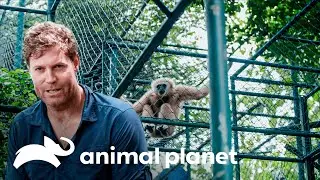 Macacos gib&atilde;o s&atilde;o liberados na natureza | SOS Vet | Animal Planet Brasil