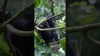 World Gorilla Day! 🦍❤️