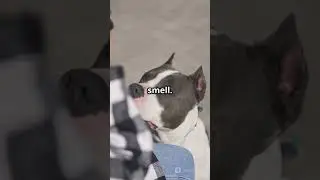 How Do Dogs Know When You&rsquo;re Sad?