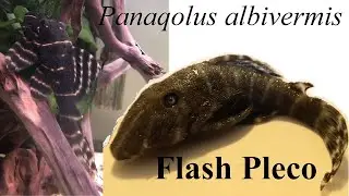 Panaqolus albivermis (Flash Pleco) ~ Aquarium Care Guide