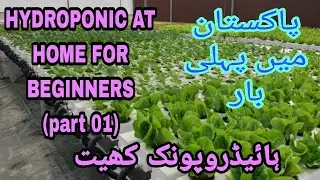 Hydroponic At Home | Pakistan Mein Hydroponic | Shakeel Fancy Point