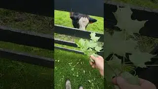 #cows #animals #adventure #farm #love