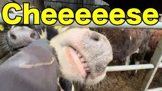 Random Weather And Cow Interaction