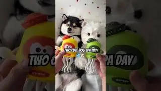 Dog Spa Day ASMR 💦 | Calming Grooming Sounds for Stress Relief #shorts