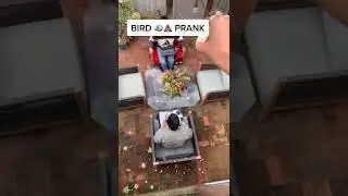 Bird poop prank 🤣 #shorts