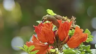 Wildlife Spider Hunter (Arachnothera flavigaster) Kedah Malaysia   4K