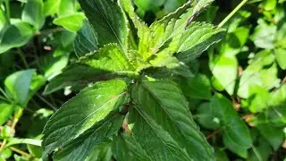 Tipps und Tricks: Die Pfefferminze - Pfeffer und Minze f&uuml;r Innen und Au&szlig;en