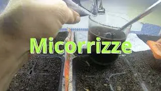 Micorrize & Semine