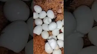 #str #food #indiancuisine #biryanirice  chicken biryani chicken 🐔🐔🐔🐔🍗🍗🐔🍗🍗