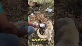 feeding village street Dogs#feedingstreetdogs#doglover#rescuedogs#adoptstrays#shortsviral&hearts;️&hearts;️🙏🙏