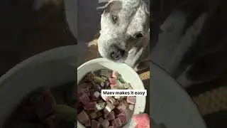 Maev Raw Dog Food