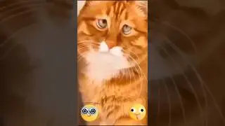 Трезвость - это Ваше нормальное состояние 😂 Sobriety is your normal state #shorts #jokes #прикол