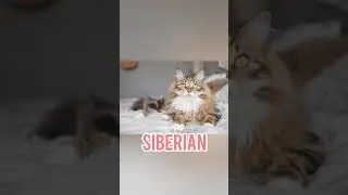 Top 10 cat breeds | imported cats | available in india |to book please check out my YouTube channel